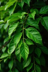 Dense foliage of Brazilian pepper tree leaves, dense, plant, foliage