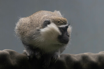 Wildlife Concept, vervet monkey (Chlorocebus pygerythrus)