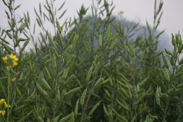 Obraz premium A bunch of green unripe mustard seeds on the mustard field, Mustard seeds is being ripe in a field, Mustard being cultivated on a rural farm