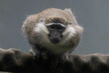 Wildlife Concept, vervet monkey (Chlorocebus pygerythrus)