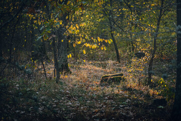 Autumn woods