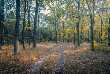 Autumn woods