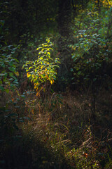 Autumn woods