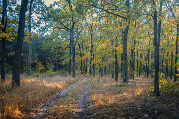 Autumn woods