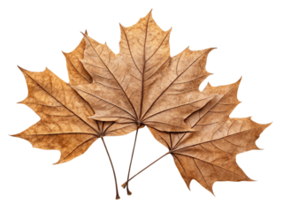 Dry leaves isolated on transparent background.