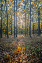 Autumn woods