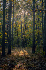 Autumn woods