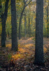 Autumn woods