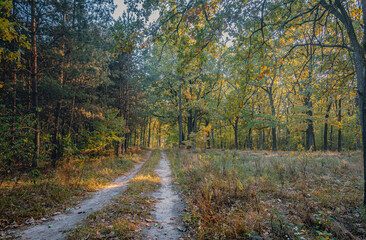 Obraz premium Autumn woods