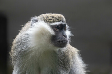 Wildlife Concept, vervet monkey (Chlorocebus pygerythrus)