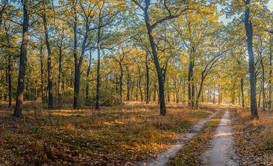 Obraz premium Autumn woods