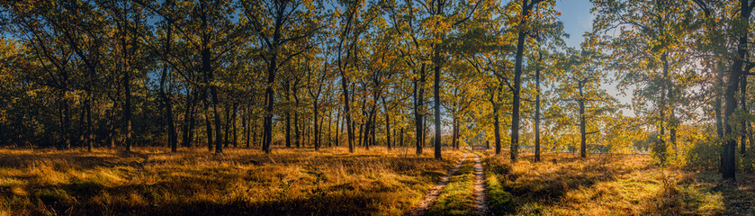 Autumn woods