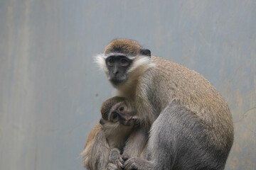 Wildlife Concept, vervet monkey (Chlorocebus pygerythrus)
