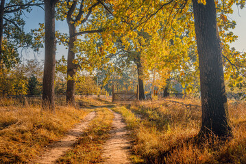 Obraz premium Autumn woods