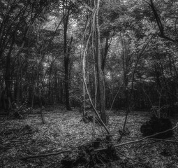 Autumn woods