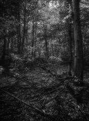 Autumn woods