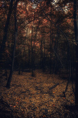 Autumn woods