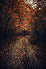 Autumn woods