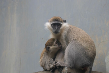 Wildlife Concept, vervet monkey (Chlorocebus pygerythrus)