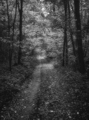 Autumn woods