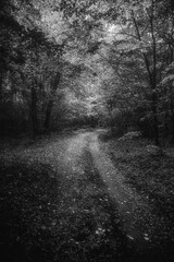 Autumn woods