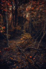 Autumn woods