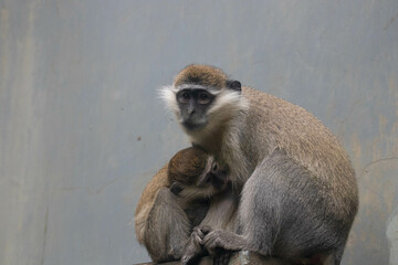 Wildlife Concept, vervet monkey (Chlorocebus pygerythrus)