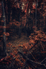 Autumn woods
