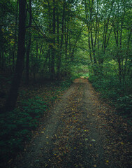 Obraz premium Autumn woods