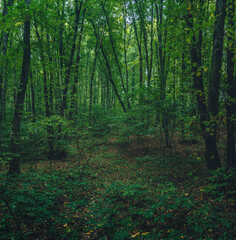 Obraz premium Autumn woods