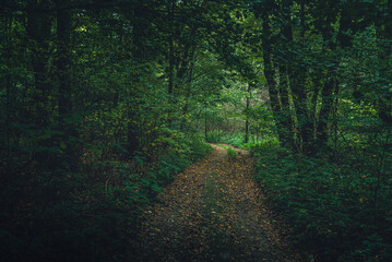 Autumn woods