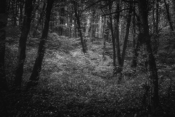 Obraz premium Autumn woods