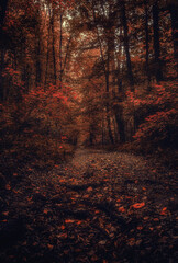 Autumn woods