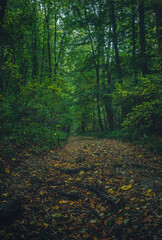 Autumn woods