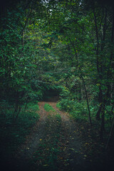 Autumn woods