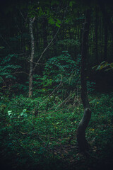 Autumn woods