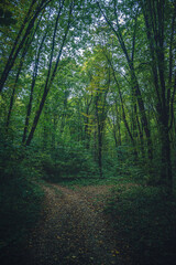 Autumn woods