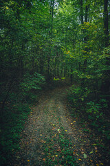 Autumn woods