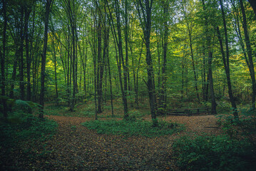 Autumn woods