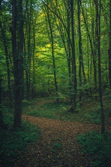 Autumn woods