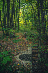Autumn woods