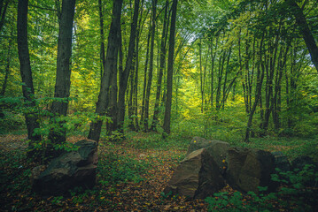 Autumn woods