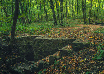 Autumn woods