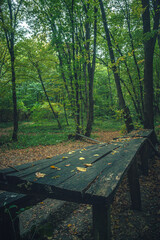 Autumn woods