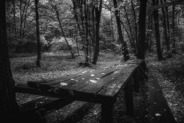Autumn woods