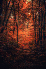 Autumn woods