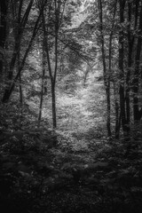 Autumn woods