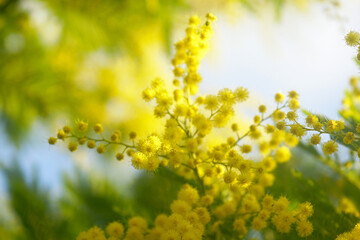 Southern spring: close-up of blossoming Acacia dealbata. Flora on the coast of Montenegro: mimosa flowers in the open-air botanical garden, the city of Herceg Novi. Yellow-green floral background