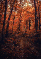 Fototapeta premium Autumn woods