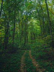 Autumn woods
